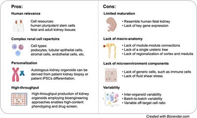 Studying Kidney Diseases Using Organoid Models